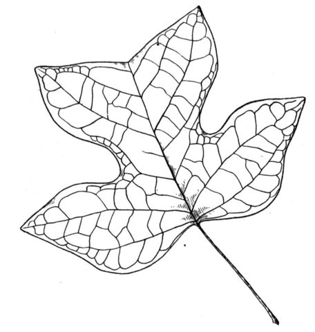 Leaf Of Poplar  Coloring Page